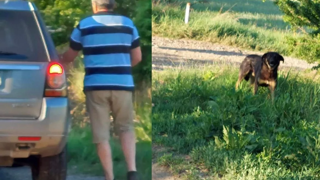 Un bărbat din Ilfov a fost amendat cu 12.000 de lei după ce și-a abandonat câinele