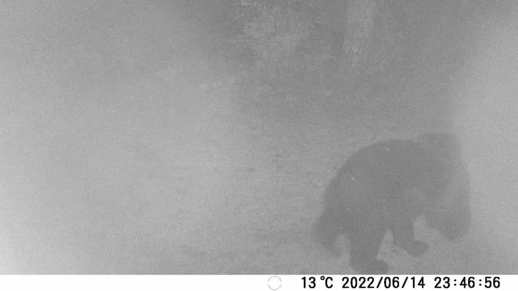Dovada e clară Există un urs în pădurea Dobrovăţ Iată primele imagini cu animalul - EXCLUSIVFOTO
