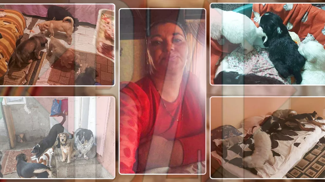 Elena Surubariu ieșeanca ce a renunțat la viața ei obișnuită pentru a trăi alături de animale are acum nevoie de ajutor Cei 133 de câini și pisici sunt în pericol