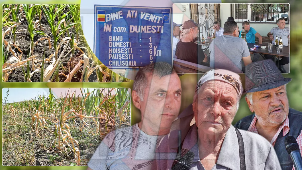 Dezastru în comunele din Iași Localnicii din Dumești plâng atunci când văd totul distrus din cauza secetei. Parcă e dat cu arzătorul