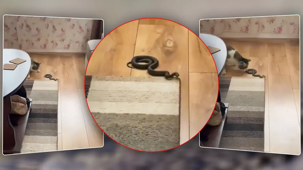 Atenție mare Pisica unui ieșean a devenit brusc extrem de agitată când a văzut un intrus ucigaș în sufragerie Este un șarpe care mănâncă viperele  FOTO VIDEO