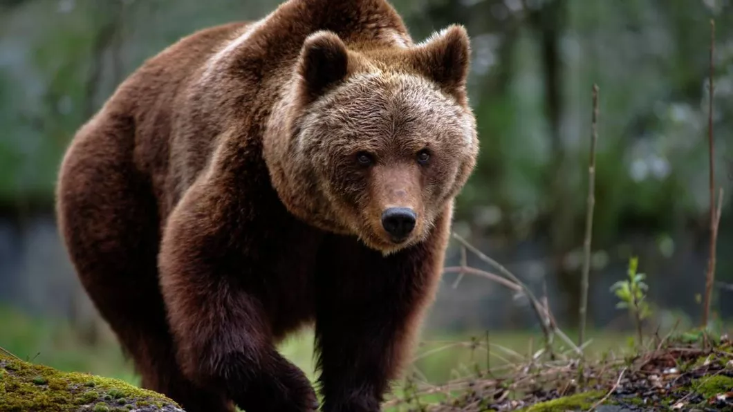 Un urs a omorât un taur pe un islaz într-o comună din Vâlcea