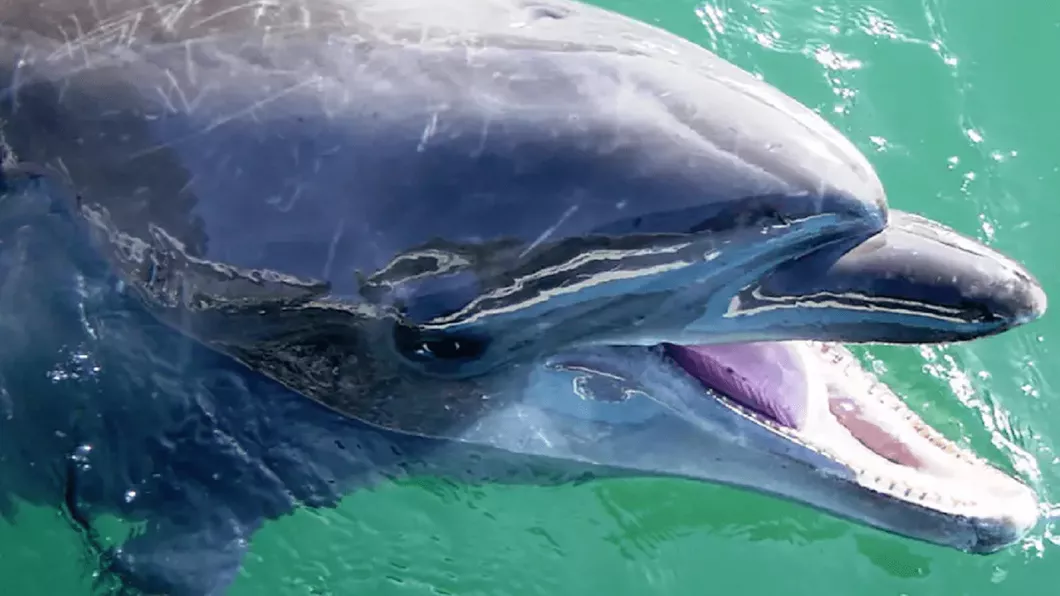 Panică în Japonia după ce s-au raportat cazuri cu delfini ce au început să atace oamenii