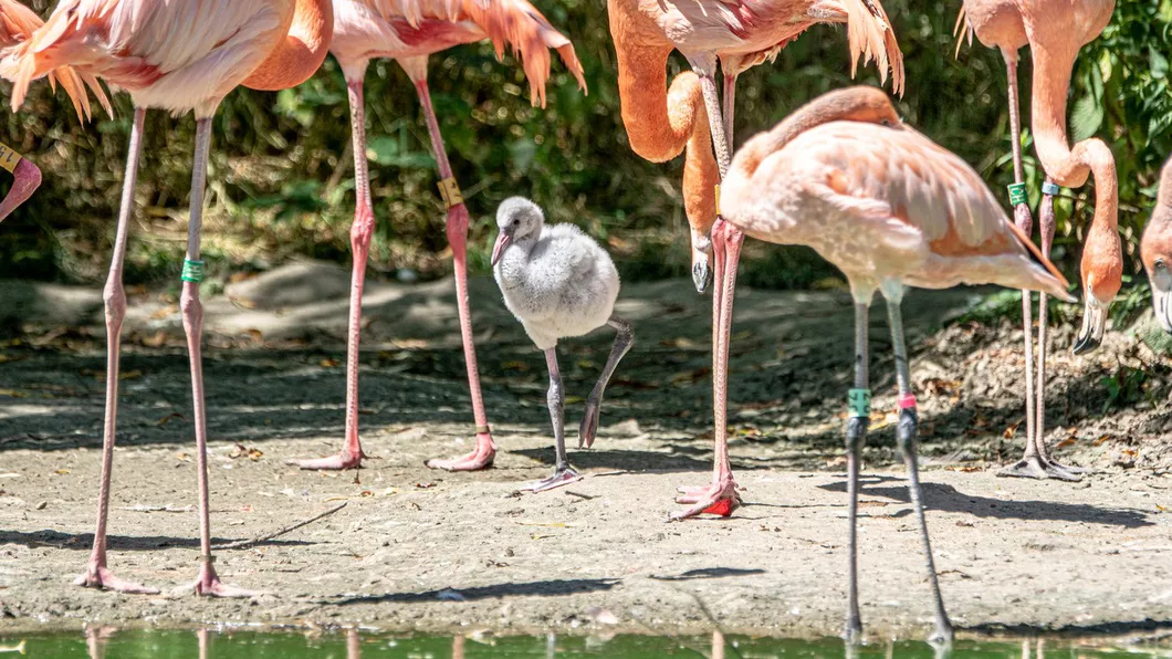Un pui de flamingo e crescut de doi tați adoptivi pentru că părinții biologici l-au abandonat