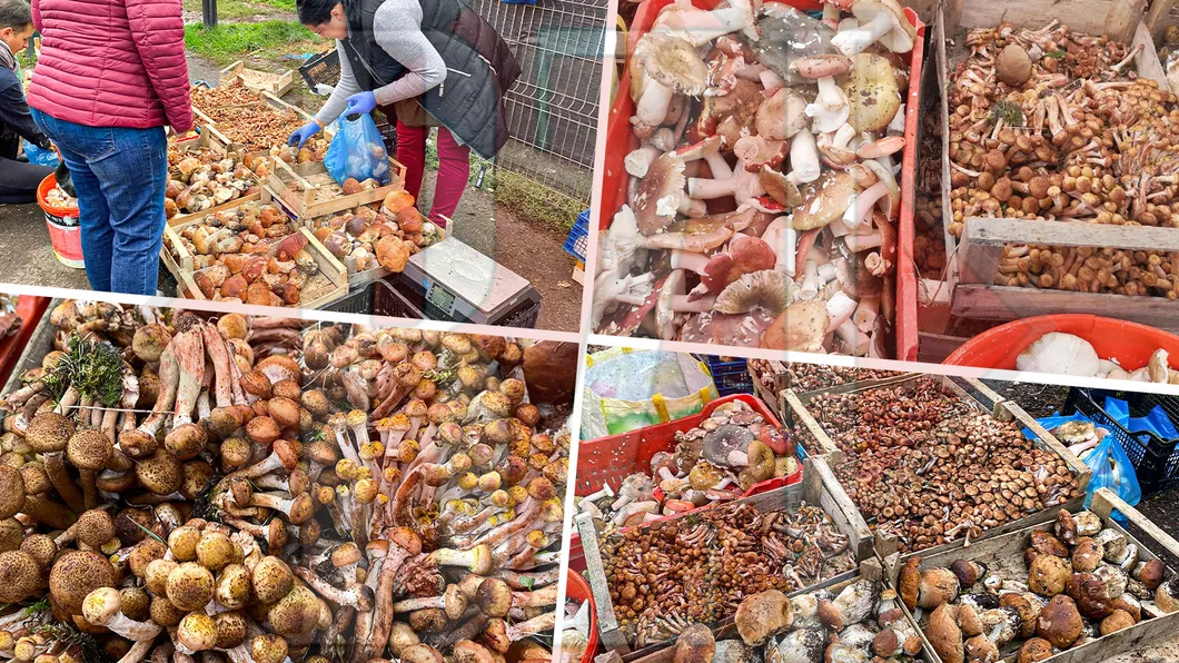 Comercianții de ciuperci din piețele din Iași fac bani frumoși în această perioadă. Clienții stau la coadă ca să cumpere hribi