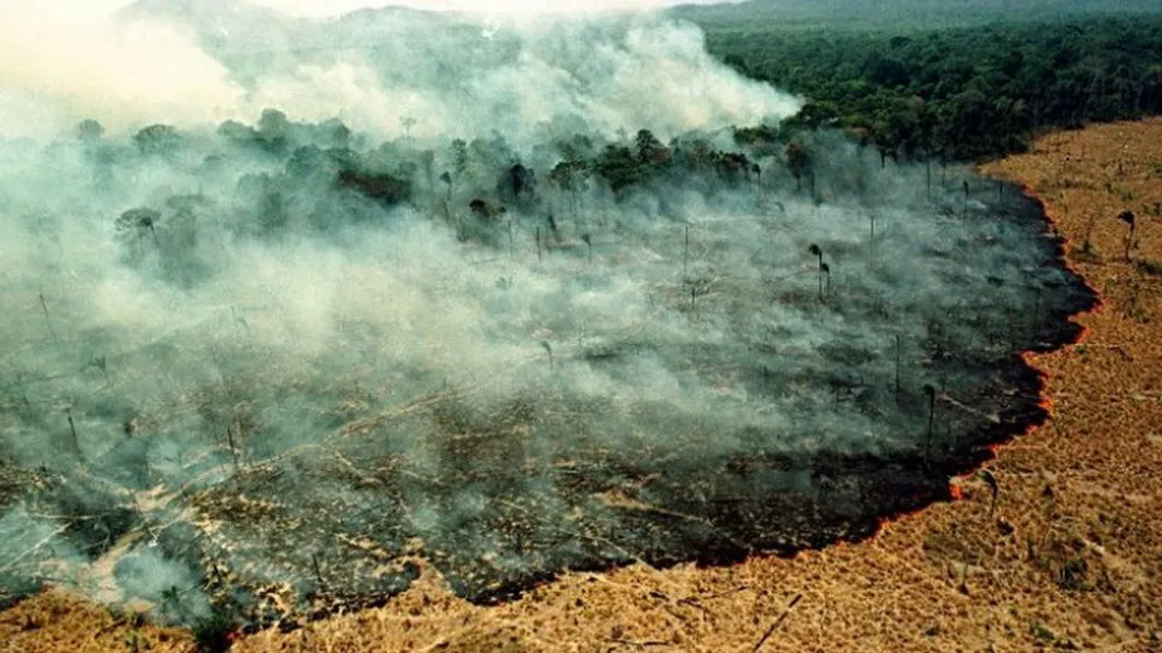 Un sfert din Amazonia este distrusă avertizează specialiștii