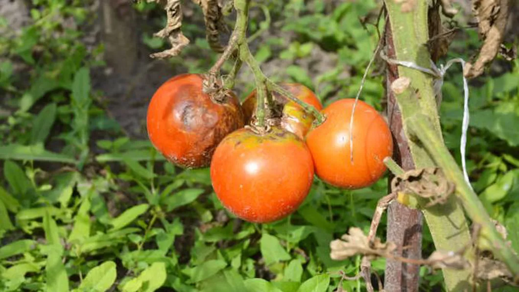 Care sunt cele mai întâlnite boli la tomate Semne la care trebuie să fii atent și metode de evitare a pagubelor