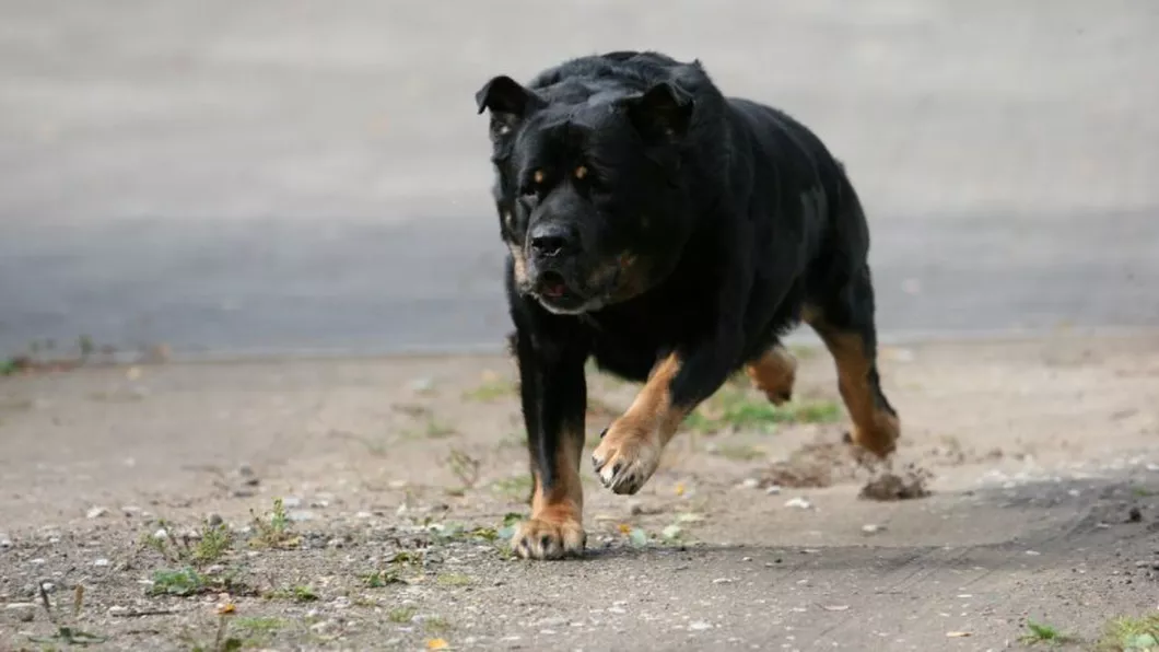 Câine din rasa Rottweiler împușcat de un polițist. A sfâșiat piciorul unei tinere din Mangalia