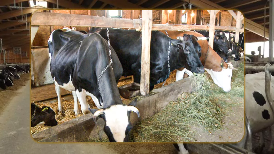 Crescătorii de vaci din Iași au primit subvenții în valoare de 3 milioane de euro. Alți bani vor intra în conturi începând cu 16 octombrie 2022