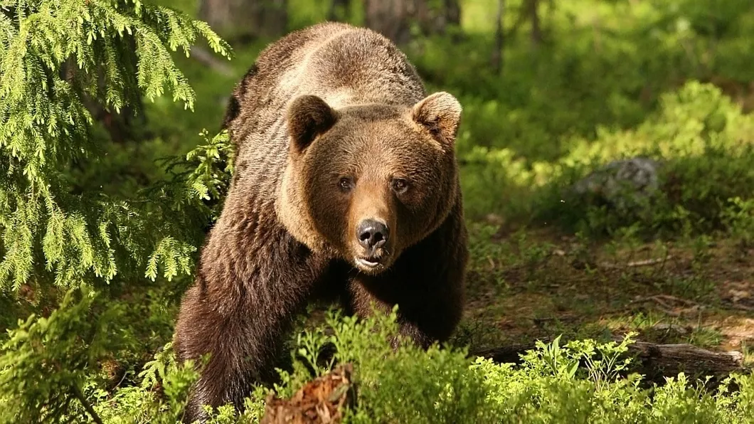 Urșii care atacă oamenii vor putea fi împușcați rapid. Ministrul Mediului face anunțul cu privire la noul proiect de lege