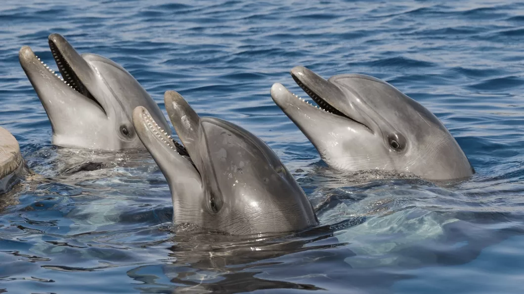 Delfinii de luptă din Rusia vor fi folosiți în cazul unui atac subacvatic