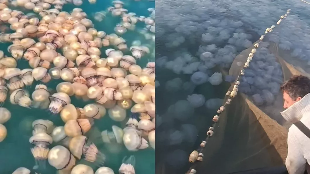 Litoralul românesc este invadat de meduze. Pescarii au surprins nişte imagini spectaculoase