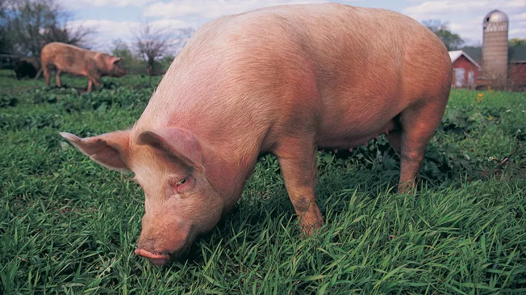 Focar de pestă porcină la o fermă din Timiș. Prefectul judeţului anunţă că mii de animale vor fi sacrificate