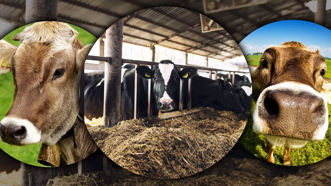 Subvenția APIA pentru minim 5 vaci. Crescătorii din Iași primesc 44010 euro pe cap de animal