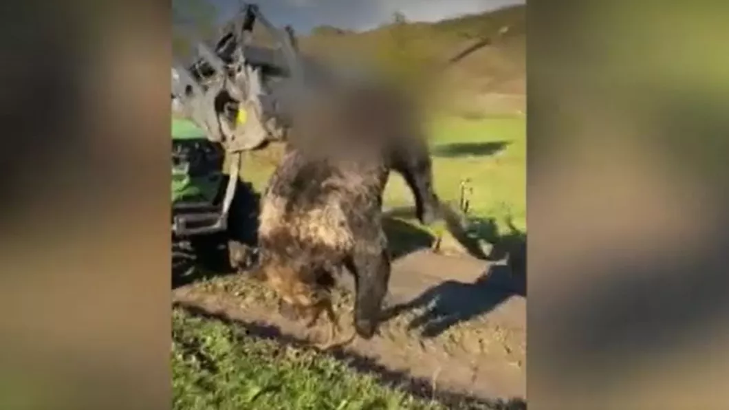 S-a filmat plimbând un urs mort în furca unui utilaj agricol şi s-a ales cu dosar penal