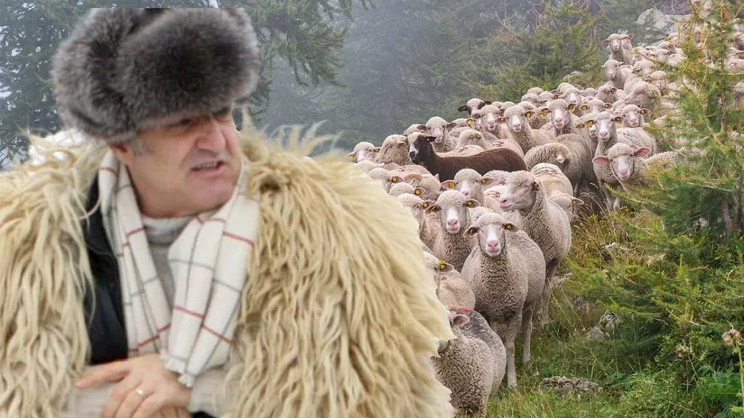 Hoții au plecat cu oile lui Gigi Becali în portbagaj. Prejudiciul nu a fost recuperat