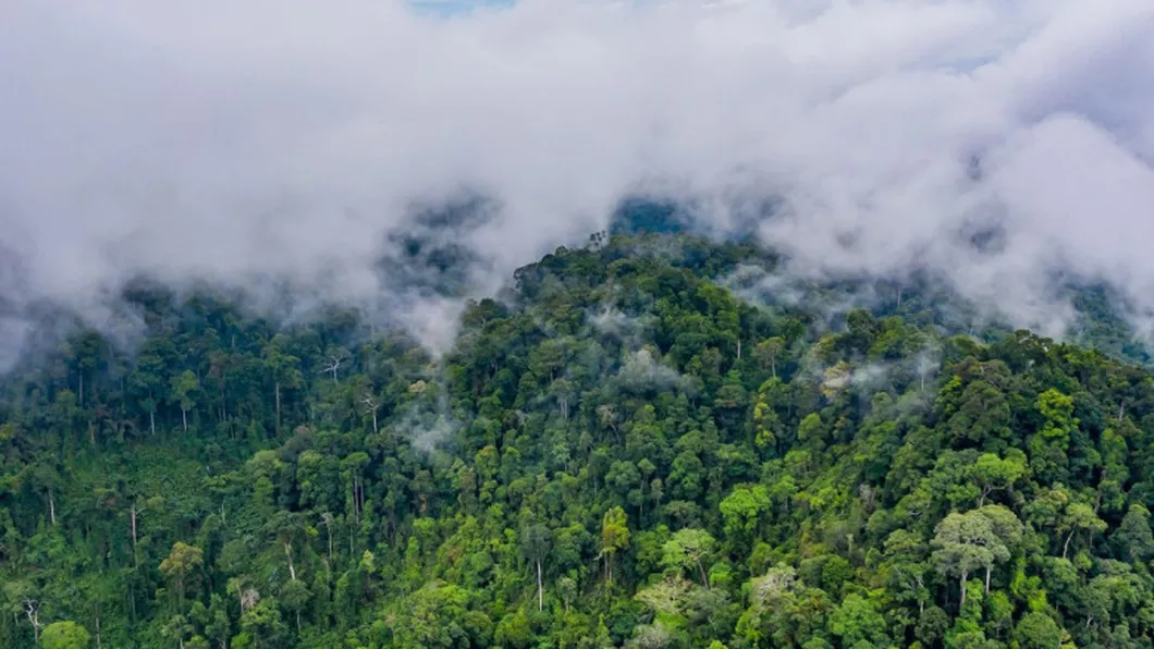 Brazilia Congo şi Indonezia au încheiat un parteneriat pentru salvarea junglei