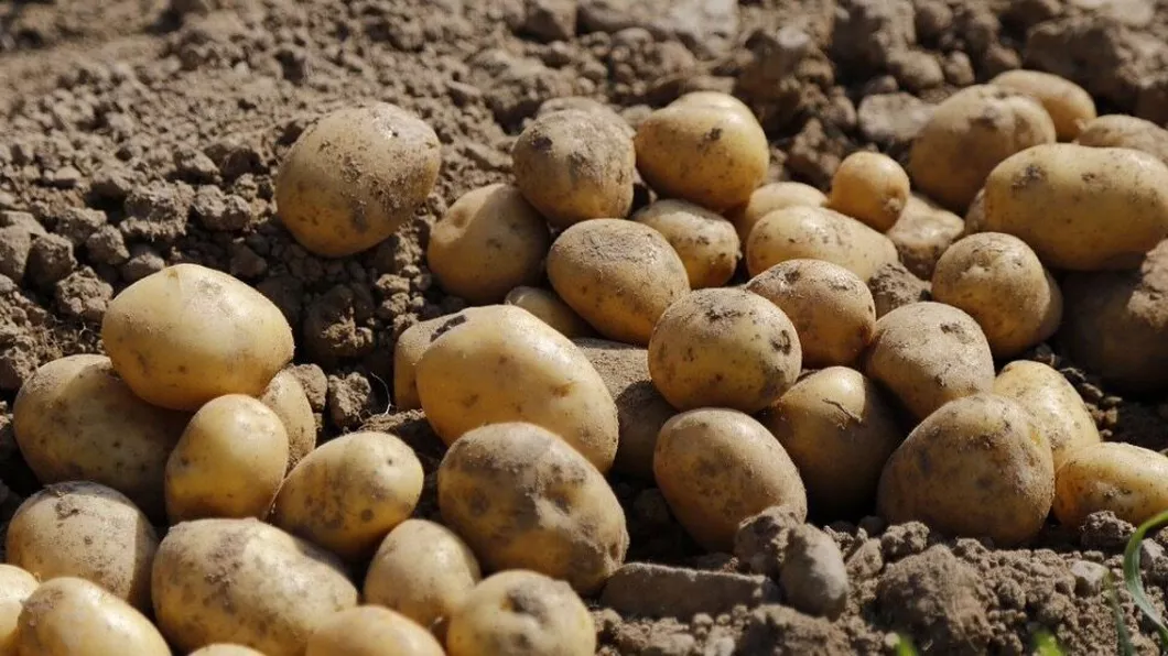 Când se cultivă cartofii Cum trebuie realizată arătura de toamnă