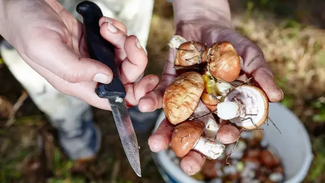 Câți bani primește pe lună un român culegător de ciuperci în Australia. Suma e una considerabilă