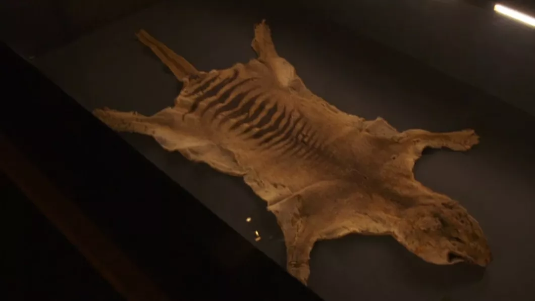 Rămășițele ultimului tigru tasmanian au fost găsite în dulapul unui muzeu din Australia - VIDEO
