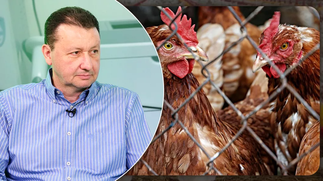 Autoritățile din Iași atrag atenția crescătorilor de păsări să respecte regulile privind protecția împotriva gripei aviare