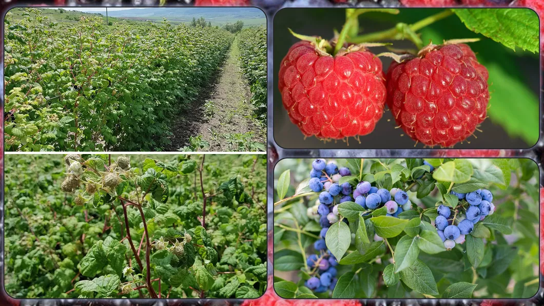Producătorii din Iași care cultivă fructe de pădure solicită atestate ecologice de la Direcția Agricolă. Numărul beneficiarilor a crescut în ultimii ani