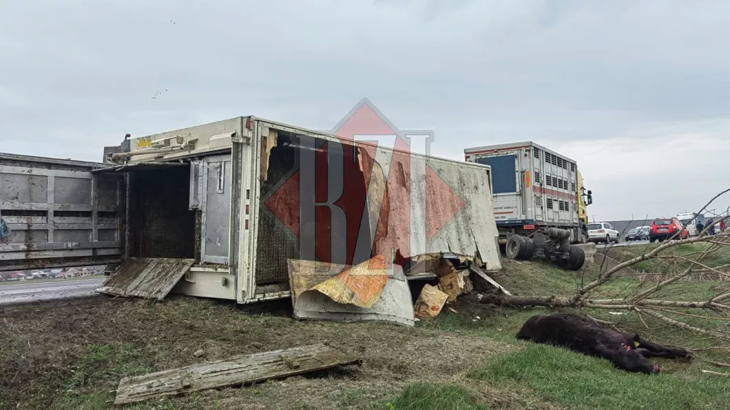 Accident rutier în județul Iași. Un TIR încărcat cu animale vii s-a răsturnat la Podu Iloaiei - UPDATE FOTO VIDEO