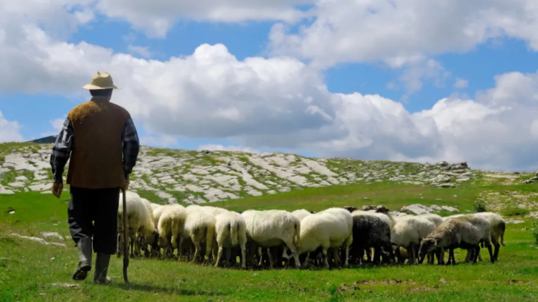 Câți lei primește salariu un cioban în România în 2023. Ce condiții trebuie să îndeplinească