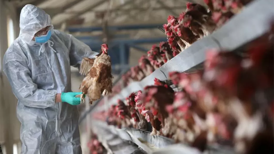 OMS anunţă un prim deces în China din cauza gripei aviare H3N8