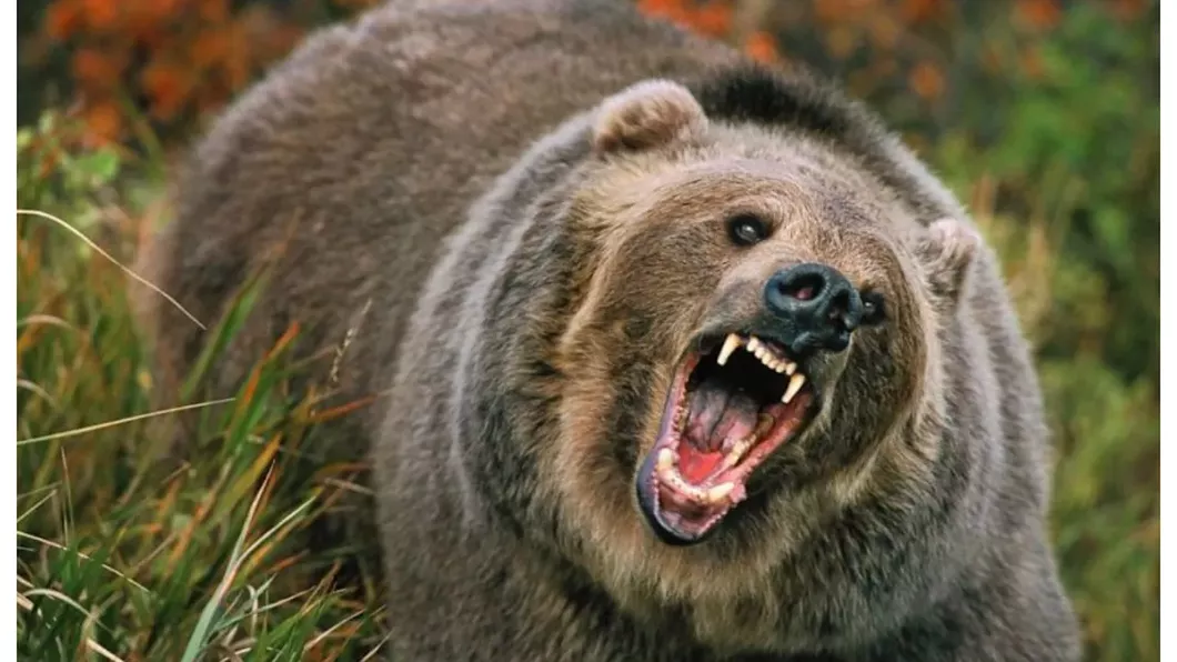 Un urs a omorât 42 de animale la o fermă din Harghita. Oamenii au primit mesaj RO-Alert