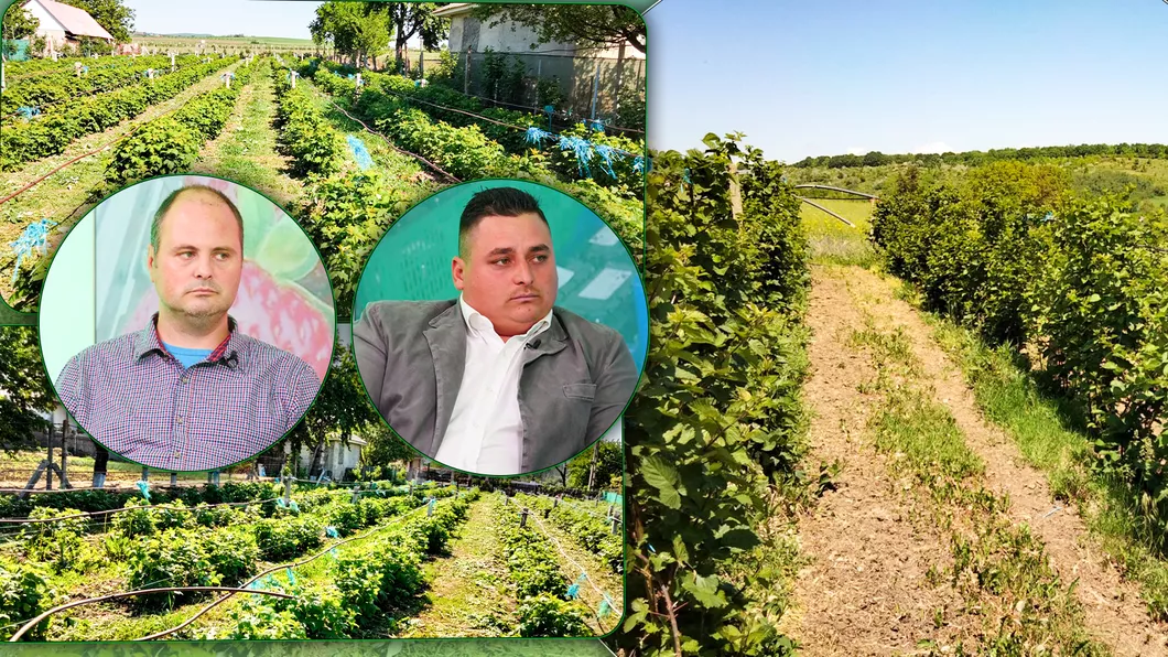 Fructe de pădure din belșug în acest an. Producătorii din Iași se așteaptă la producții mari. Vor fi dulci gustoase și aromate - FOTOVIDEO