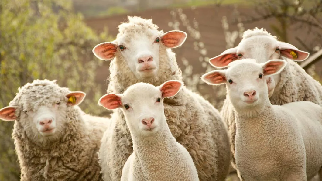 În premieră în cadrul relațiilor de cooperare dintre Maroc și România a fost încheiat un acord privind exportul de ovine