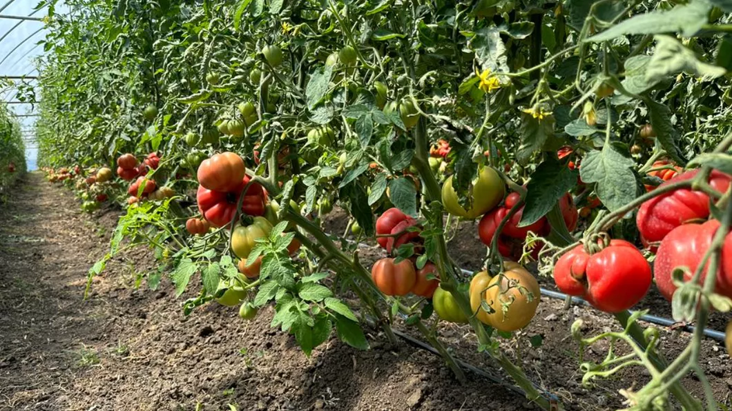 Programul Tomata la Iași. Verificările legumicultorilor continuă. Rezultatele sunt îmbucurătoare