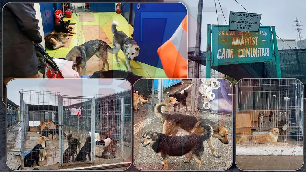 Numărul câinilor de la padocul din Tomești a crescut substanțial. Sute de animale abandonate ajung la adăpost iar cetățenii nu sunt interesați să adopte. Avem aproximativ 1.400 de câini - FOTO
