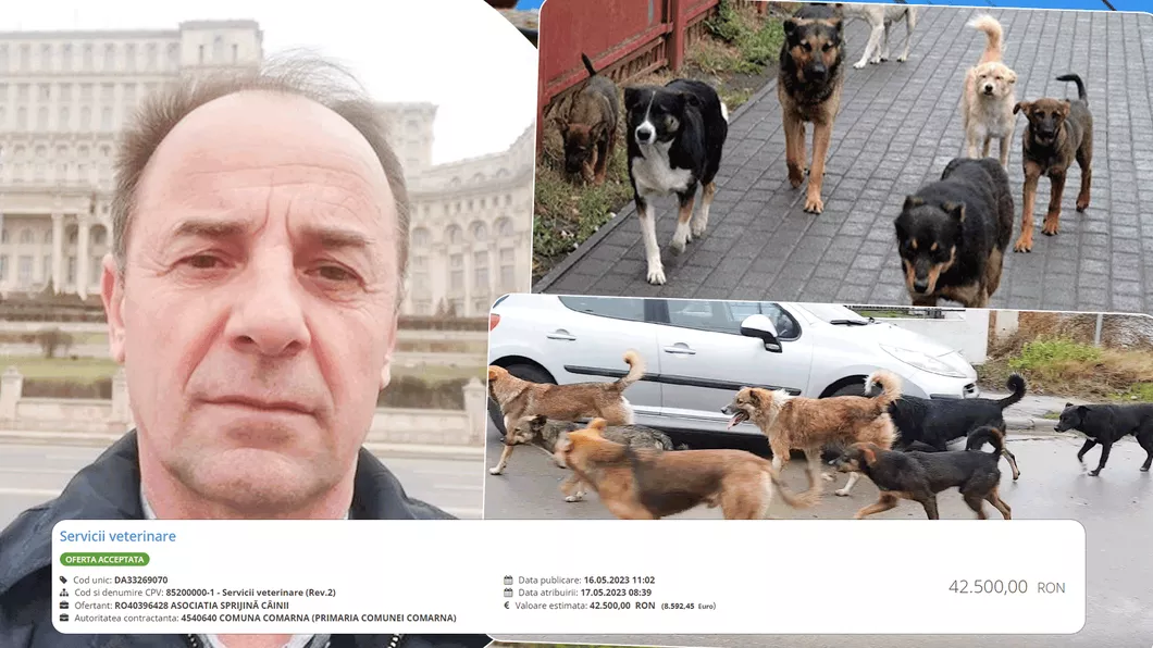 Preţuri uriaşe pentru strângerea câinilor dintr-o comună din Iaşi. Contractul valorează peste 10 mii de euro dar animalele se plimbă nestingherite prin localitate - VIDEO