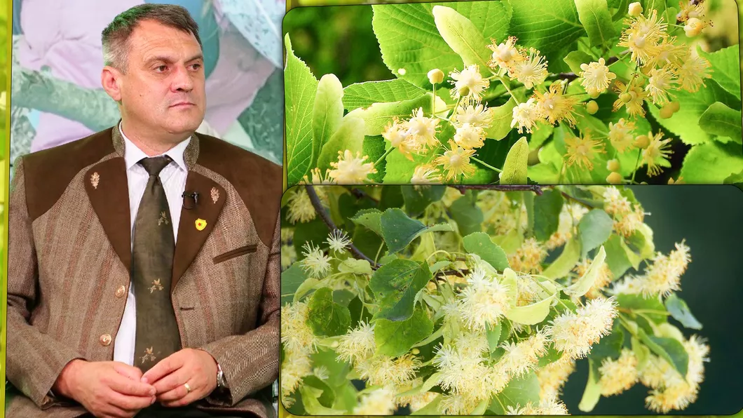 Direcția Silvică Iași a vândut 4 tone de flori de tei producție de anul acesta. Plantele sunt folosite în scop medicinal