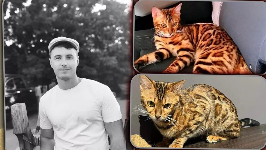 Recompensă uriașă pentru o pisică pierdută de jumătate de an Un francez stabilit în județul Iași o caută cu disperare Are o valoare sentimentală inestimabilă  FOTO