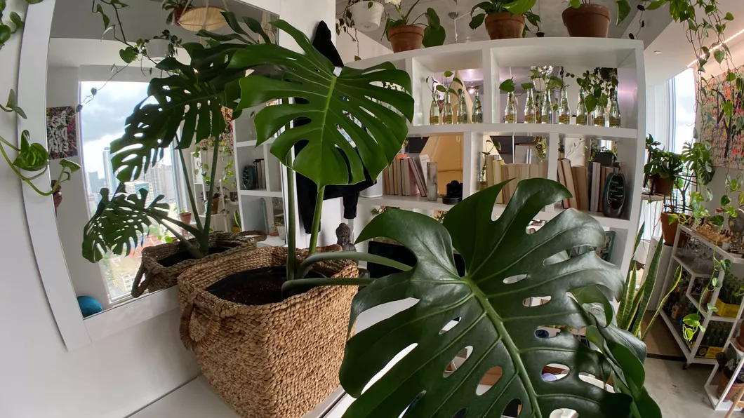 Ce plante de apartament sunt nepretențioase și cum poți să îţi transformi locuința într-o oază de verdeață - GALERIE FOTO