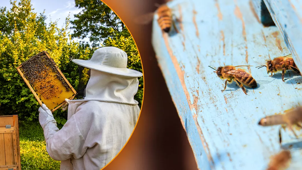 Când primesc apicultorii din Iași banii pentru dezvoltarea fermelor APIA a demarat controalele la crescătorii înscriși în Programul Național Apicol