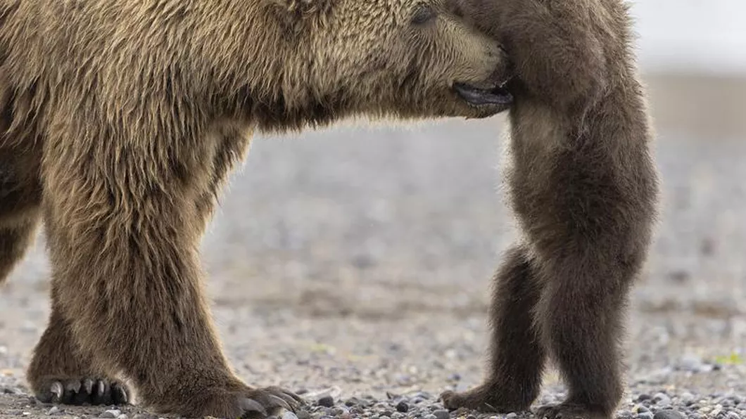 Uciderea unei ursoaice cu pui a declanșat un val de indignare în Italia