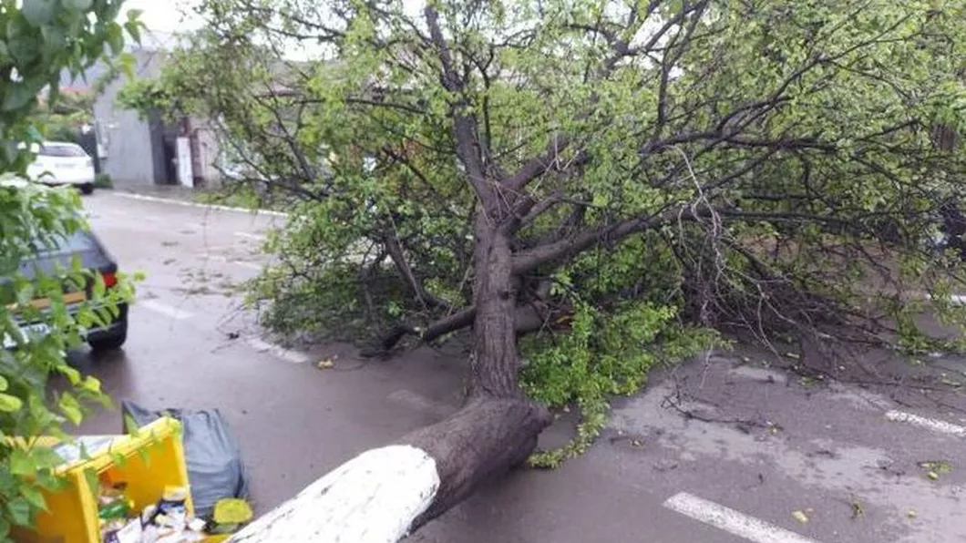 Copaci doborâţi şi acoperişuri smulse din cauza vântului puternic în mai multe localităţi din Constanța