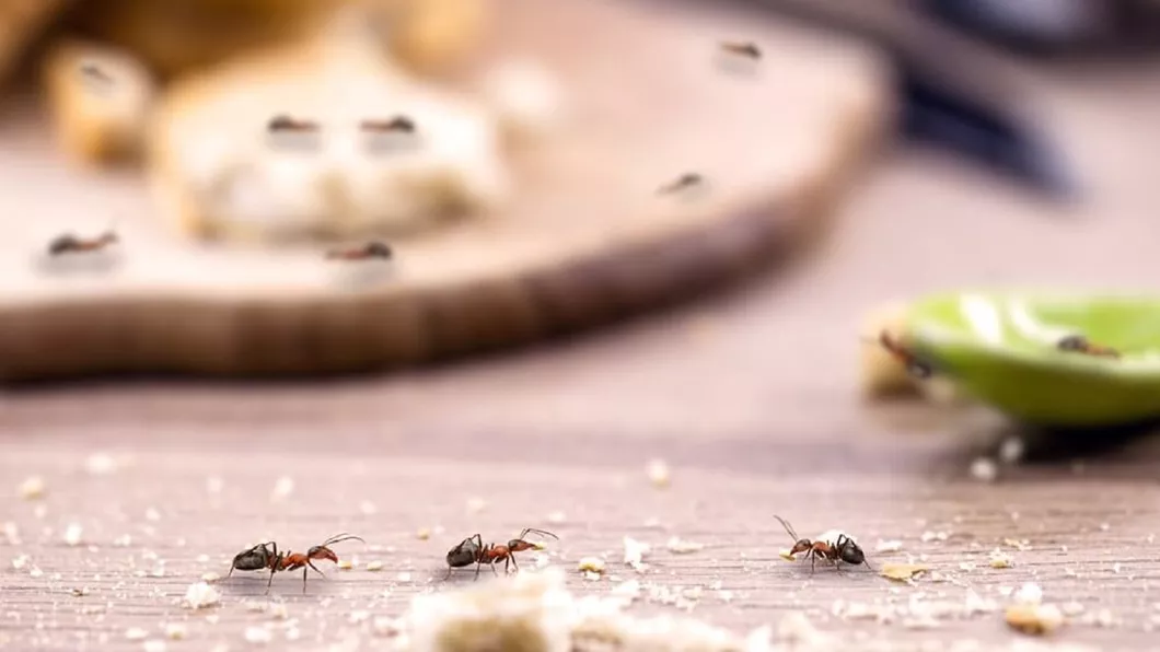 Ce trebuie să conțină cea mai bună soluție anti-furnici Cele trei caracteristici a unui produs eficient