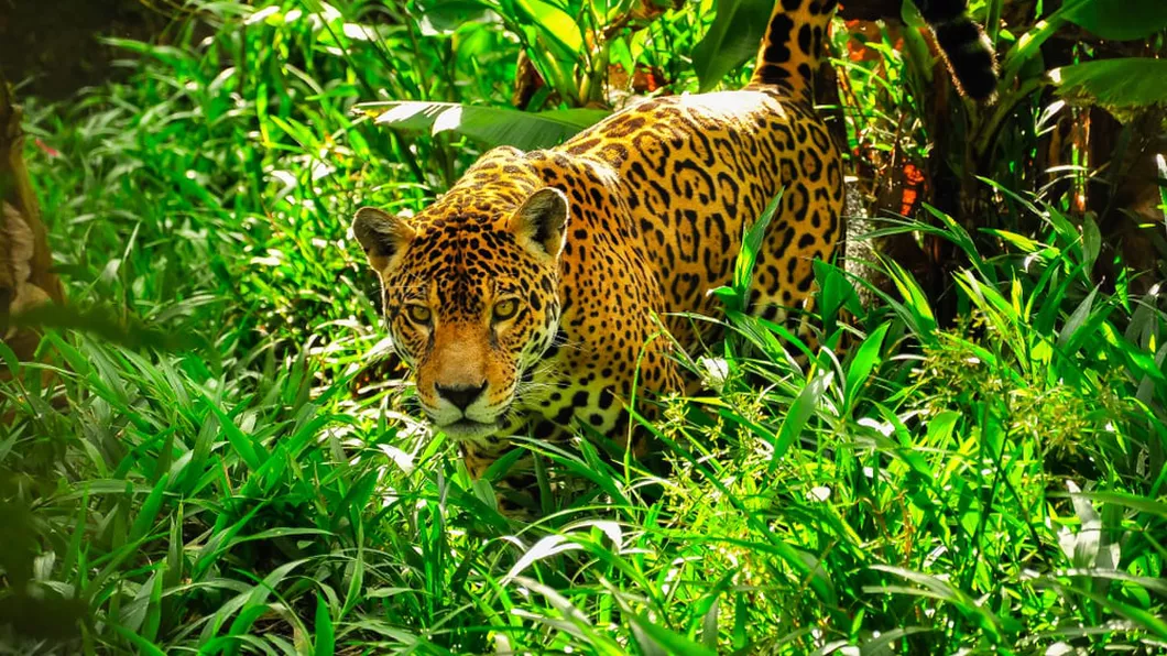 Ce animale trăiesc în pădurea Amazoniană  - FOTO