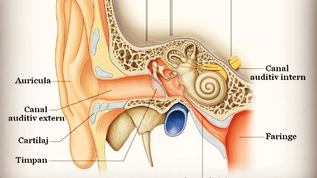 Boala Meniere afectează urechea internă Modalități de tratament