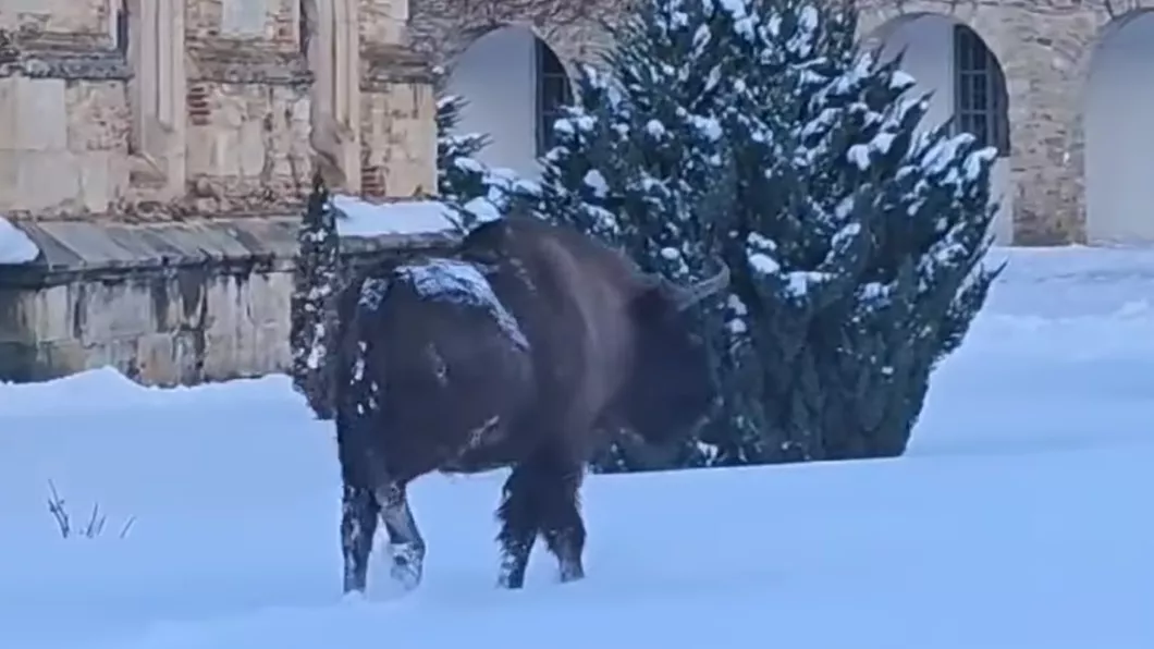 Imagini inedite de iarnă Un zimbru s-a plimbat nestingherit prin curtea Mănăstirii Neamţ - VIDEO