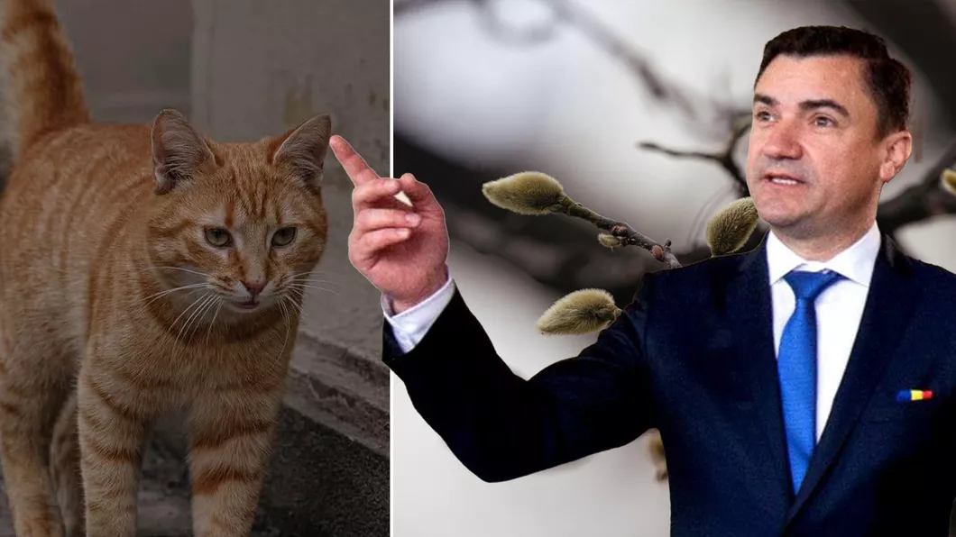 Iașul se sufocă Mihai Chirica pune poze cu pisici și floricele Atât de mult îi pasă edilului de alegători - FOTO VIDEO