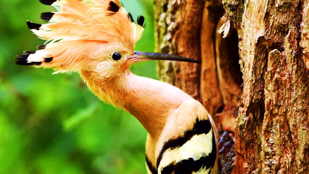 Curiozități despre pupăză una dintre cele mai melodioase păsări din România