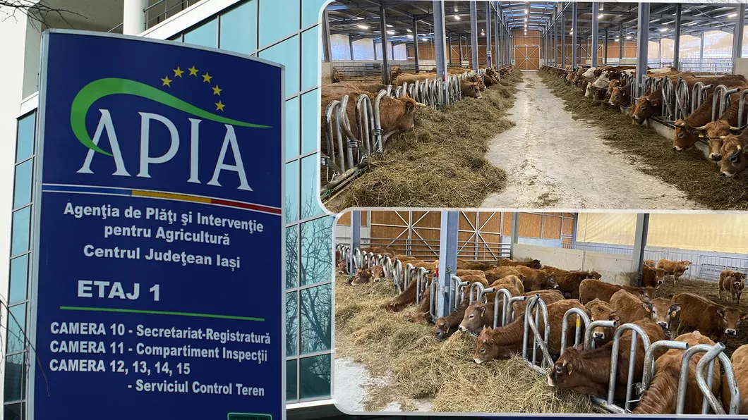 Ieșenii cu ferme zootehnice primesc noi subvenții de la APIA în 2024. Documentele se depun până la 14 martie 2024