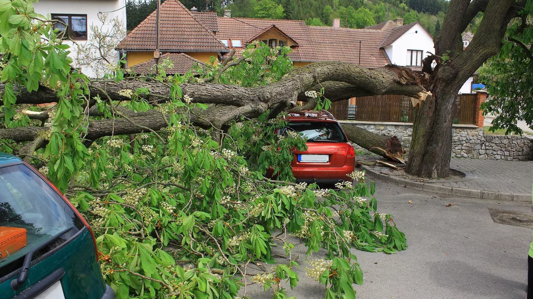 Trei copii au ajuns la spital după ce un copac a căzut peste o mașină aflată în mers