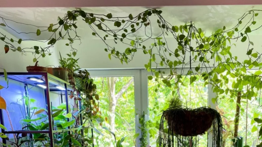 Planta de 21.000 de euro Iată cum arată grădina botanică din balconul unei femei